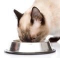 Cat eating food. on white background Royalty Free Stock Photo