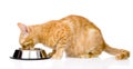 Cat eating food. on white background Royalty Free Stock Photo