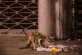 Cat eating garbage Royalty Free Stock Photo