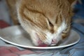 The cat is eating. Ginger kitten licks food from a white plate