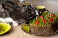 Cat eating grass cake Royalty Free Stock Photo