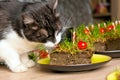 Cat eating grass cake Royalty Free Stock Photo