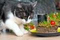 Cat eating grass cake Royalty Free Stock Photo
