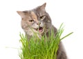 Cat eating cat grass Royalty Free Stock Photo