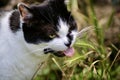 Cat eating grass close up Royalty Free Stock Photo