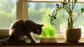 Cat eating grass. Cute grey whisker munching wheat plant sprouts grown in pot sitting on the window sill, domestic