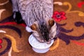 Cat eating her meal at home. The concept of taking care of pets. Feeding the cats Royalty Free Stock Photo