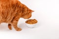 Cat eating out of bowl on white background Royalty Free Stock Photo
