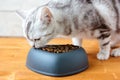 Cat eating pet food Royalty Free Stock Photo