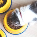 Cat eating pet food in a bowl.
