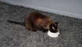 Cat eating pet food from feeding bowl Royalty Free Stock Photo