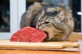Cat eating piece of meat Royalty Free Stock Photo