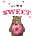 Cat eating the pink donut