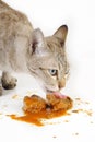 Cat eating sardines fish Royalty Free Stock Photo