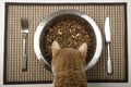 Cat eating from silver bowl Royalty Free Stock Photo