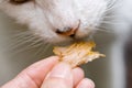 Cat Eating Snack Royalty Free Stock Photo