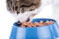 Cat eating wet food Royalty Free Stock Photo