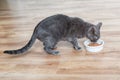 Cat eating wet food from white bowl on wooden floor Royalty Free Stock Photo