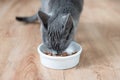 Cat eating wet food from white bowl on wooden floor Royalty Free Stock Photo