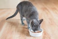 Cat eating wet food from white bowl on wooden floor Royalty Free Stock Photo