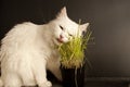 Cat eating wheat grass