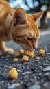 Cat eating a yellow coloured snack. Ai generated. Royalty Free Stock Photo