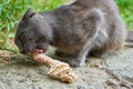 Cat eats the bone,the cat is biting its teeth on a big bone on the street Royalty Free Stock Photo
