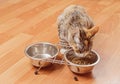 Cat eats from a bowl Royalty Free Stock Photo