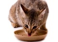 Cat eats cat-like meal
