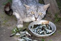 Cat eats caught fish from the plate Royalty Free Stock Photo