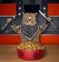 Cat eats dry feed in the kitchen 2 Royalty Free Stock Photo