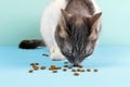 Cat eats dry food. Cat food in the shape of a heart Royalty Free Stock Photo