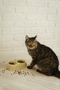 Cat eats dry food close-up.Vertical photo Royalty Free Stock Photo