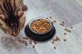 Cat eats dry food on the kitchen floor. food is scattered on the floor Royalty Free Stock Photo