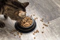 Cat eats dry food on the kitchen floor. food is scattered on the floor Royalty Free Stock Photo