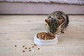 The cat eats dry food and pills from a bowl Royalty Free Stock Photo