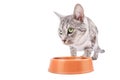 Cat eats feed bowl clipping path