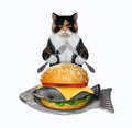 Cat eats from fish shaped plate 2 Royalty Free Stock Photo