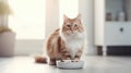 Cat eats food from a bowl, a light white modern apartment at blurred background Royalty Free Stock Photo