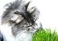 Cat eats grass