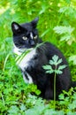 Cat eats grass Royalty Free Stock Photo