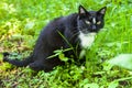 Cat eats grass Royalty Free Stock Photo