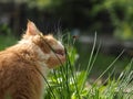 cat eats grass. The blade of grass crawling tick encephalitis. A dangerous insect, a carrier of the disease Royalty Free Stock Photo