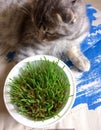 Cat eats grass