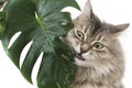 Cat eats green leaf plant Royalty Free Stock Photo