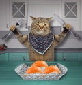 Cat eats sushi in the kitchen Royalty Free Stock Photo