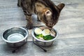 Cat eats vegetables, egg and chicken on kitchen floor close up Royalty Free Stock Photo