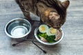Cat eats vegetables, egg and chicken on the kitchen floor close up Royalty Free Stock Photo