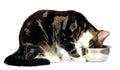 Cat eats on a white background Royalty Free Stock Photo