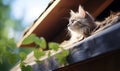 a cat on eaves of house in sunny day